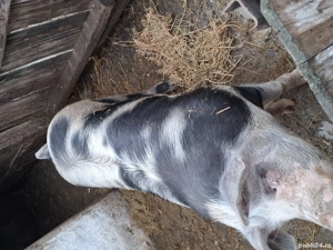 porc pietrain - imagine 4