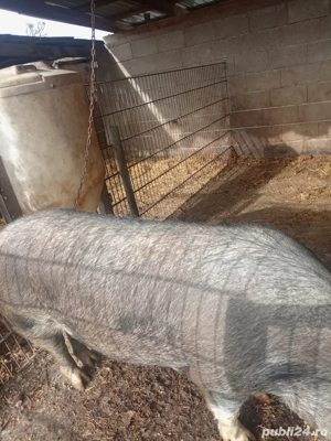 3 Porci de vanzare! - imagine 2