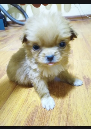 Pechinez fetiță caută căsuța   OFERTA PREȚ mic   - imagine 2