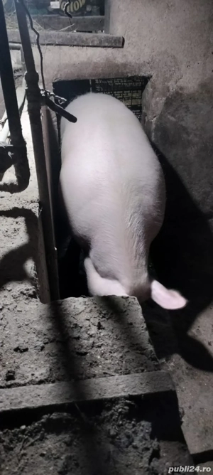 vand porc rasa de carne - imagine 3