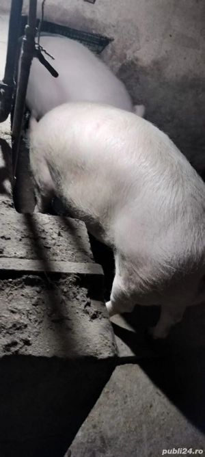 vand porc rasa de carne - imagine 2