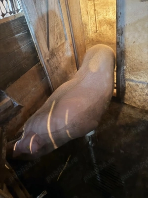 Vând scroafă 300-350 kg  - imagine 2