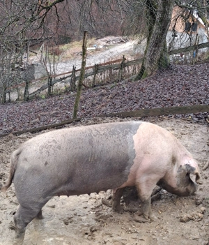 Vând scroafă 16 lei kg 