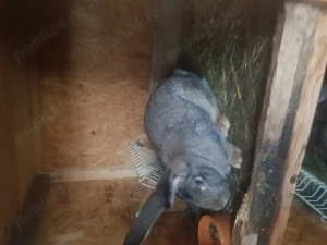 Iepuri Urias german caută casa noua - imagine 4