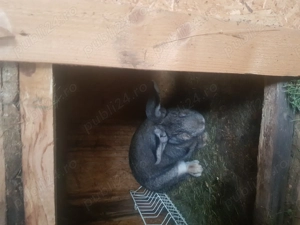 Iepuri Urias german caută casa noua - imagine 2