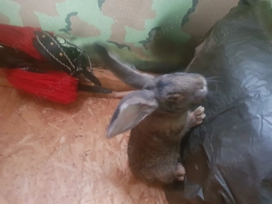 Iepuri Urias german caută casa noua - imagine 5