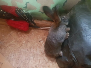 Iepuri Urias german caută casa noua - imagine 3