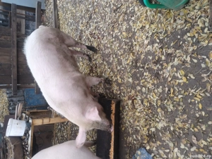 Porci de vânzare  - imagine 2