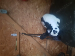 Se vinde Fluture german - imagine 2