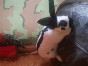 Fluture german spre vanzare - imagine 5