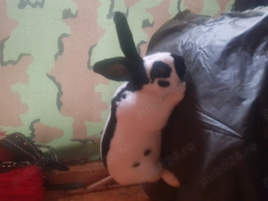 Fluture german spre vanzare - imagine 4