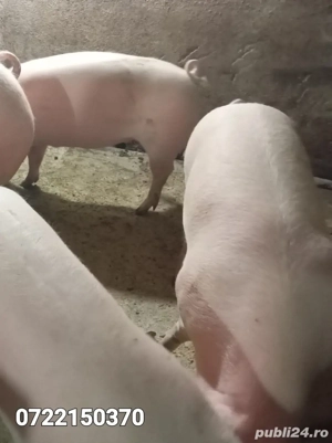 Porci crescuți în gospodarie  - imagine 2