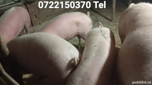 Porci crescuți în gospodarie  - imagine 4