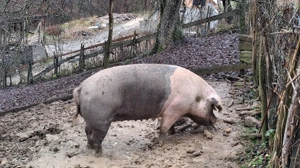 Vând scroafă 16 lei kg  - imagine 2