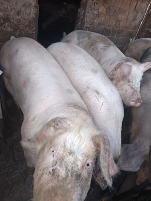 Porcii crescuți cu porumb,grâu și floare soarelui