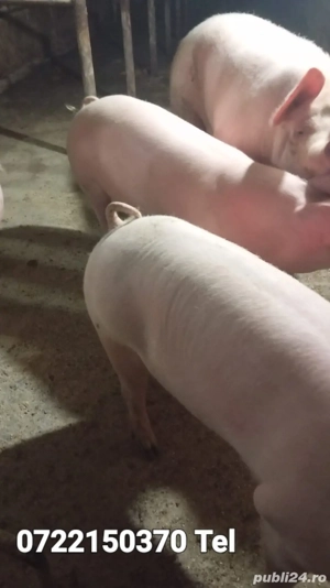 Porci crescuți în gospodarie  - imagine 3