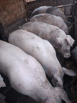 Porcii crescuți cu porumb,grâu și floare soarelui - imagine 2