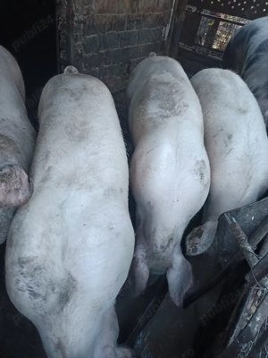 Porcii crescuți cu porumb,grâu și floare soarelui - imagine 3