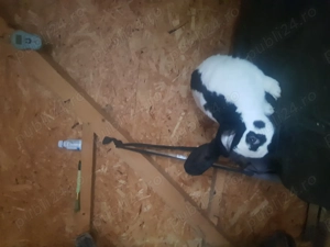 Se vinde Fluture german - imagine 3