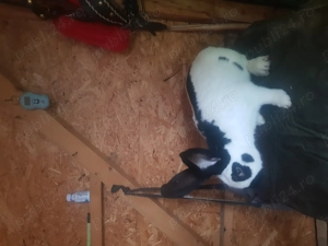 Se vinde Fluture german - imagine 5