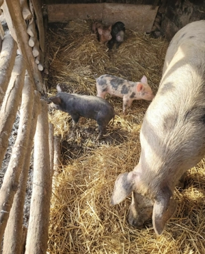 Purcei de vânzare - imagine 2