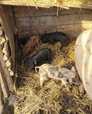 Purcei de vânzare - imagine 3