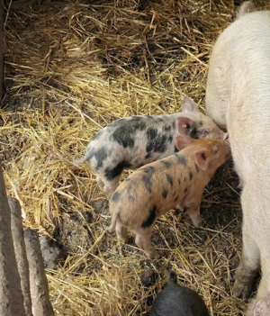 Purcei de vânzare - imagine 4