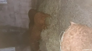 vand porci mangalita crescuti in gospodaria proprie