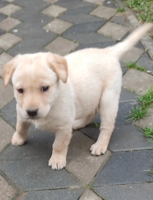 Căței labrador  - imagine 2