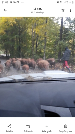 vand porci mangalita crescuti in gospodaria proprie - imagine 3