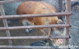 Purcea de vânzare  - imagine 2