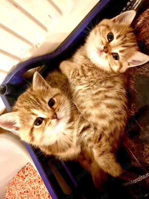 Vanzare puiuti British Shorthair