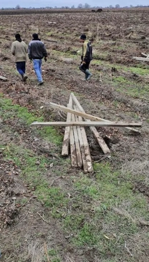 Vând spalieri (Bulamaci )