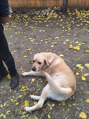 Vând cățel labrador de două luni . - imagine 3