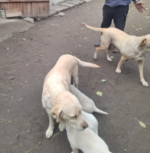 Vând cățel labrador de două luni . - imagine 2