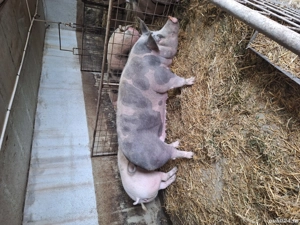 vanzare porc  - imagine 2