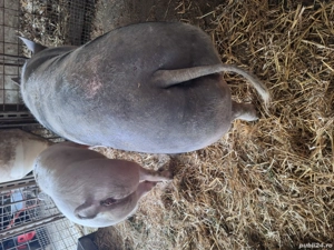 vanzare porc  - imagine 3