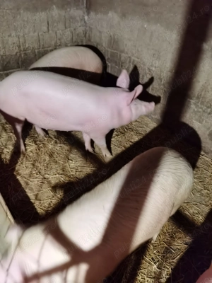 porci de vanzare - imagine 2