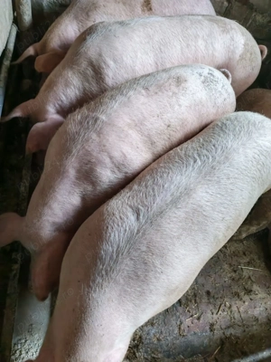 porci de vanzare - imagine 4