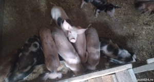 Purcei 10 săptămâni 