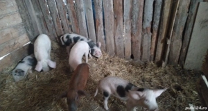 Purcei 10 săptămâni  - imagine 2