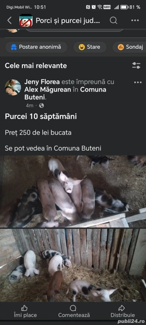 Purcei 10 săptămâni  - imagine 3