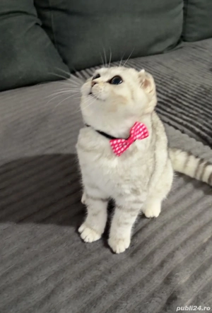 scotish fold si straight