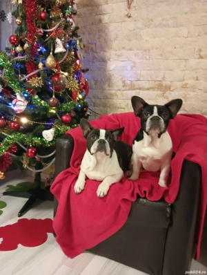 Bulldog francez 4 luni - imagine 2