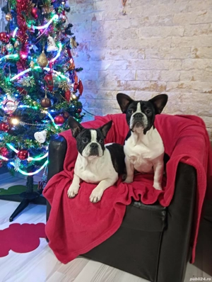 Bulldog francez 4 luni - imagine 3