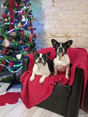 Bulldog francez 4 luni - imagine 4