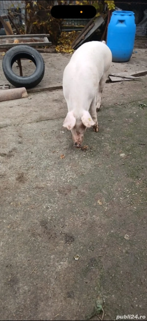 vand porc bio - imagine 2