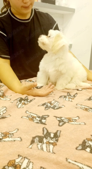  bișon maltez talie mică fetiță! - imagine 2