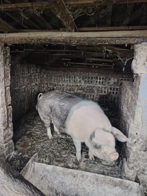 Vând porc pentru sacrificat - imagine 3