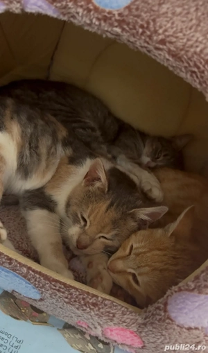 adoptie pisici fete - imagine 5